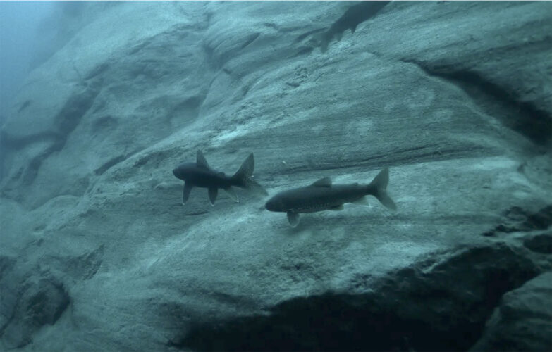 Drone explores underwater mountain in Lake Superior